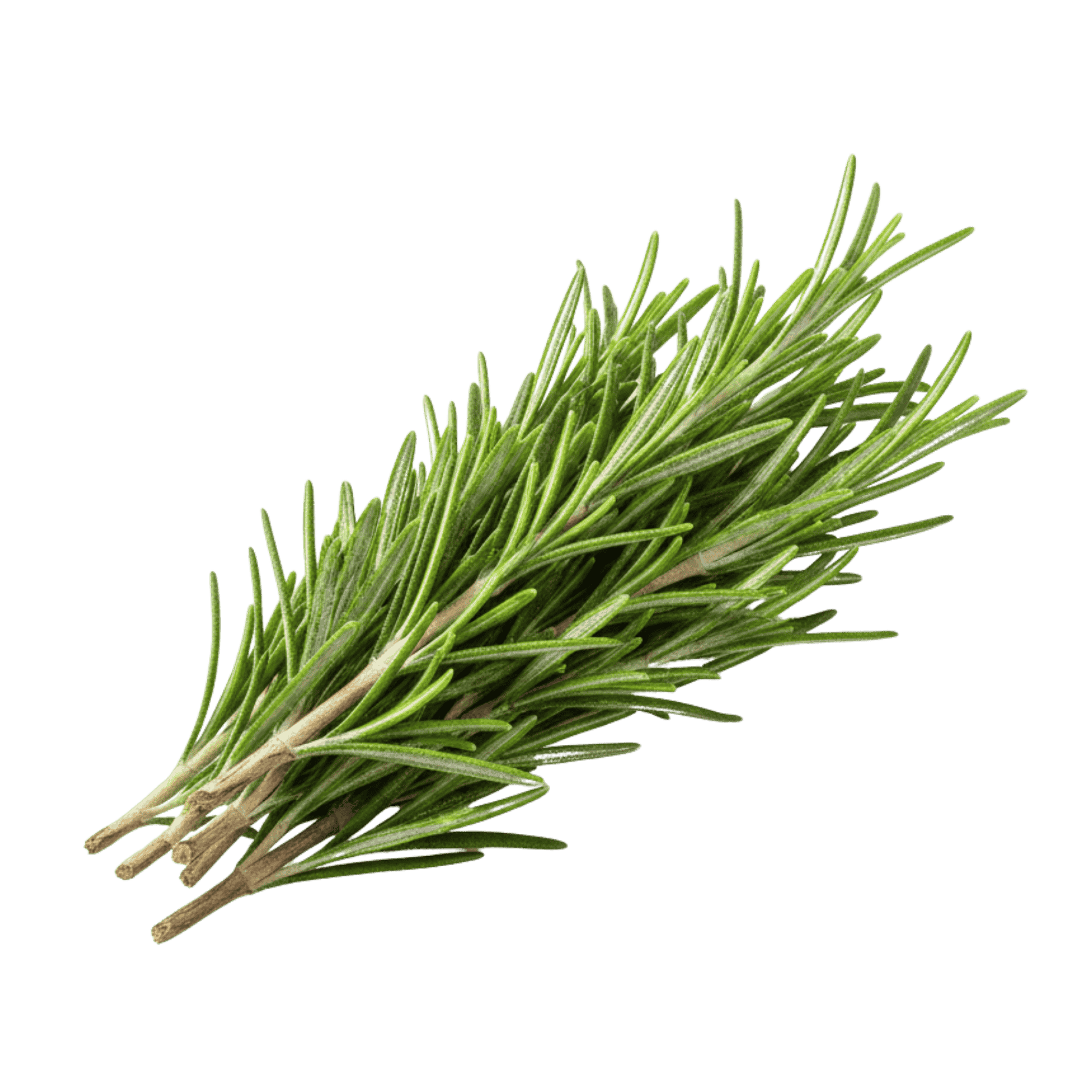 Rosemary